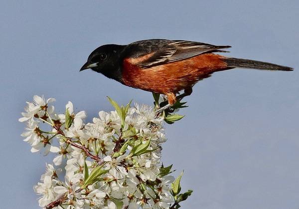 Paul Konrad, The Birding Wire